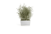 Ecopots Collection Paris 80