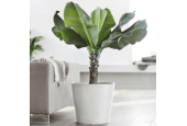 EcoPots Collection Amsterdam 60