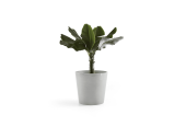 EcoPots Collection Amsterdam 60