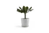 EcoPots Collection Amsterdam 60