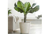 EcoPots Collection Amsterdam 60