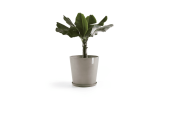 EcoPots Collection Amsterdam 60